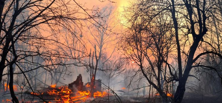 Близько 20 млн грн збитків завдали пожежі в природних екосистемах Прикарпаття