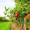 В Івано-Франківську буде комунальний плодовий сад