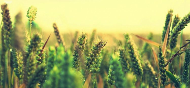 Прикарпатським сільгоспвиробникам з бюджету виділили понад 300 тис грн