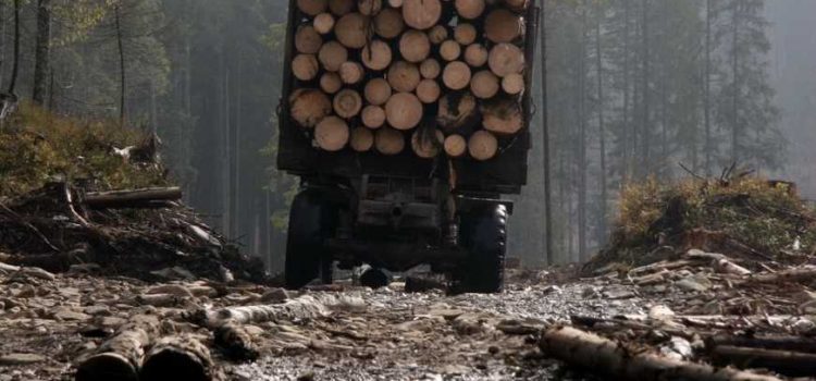 На території ДП «Гринявське ЛГ» виявлено незаконну рубку дерев на понад 2 млн грн