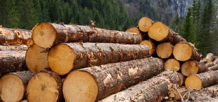 Збитків на понад два мільйони: на Прикарпатті незаконно вирубували ліс
